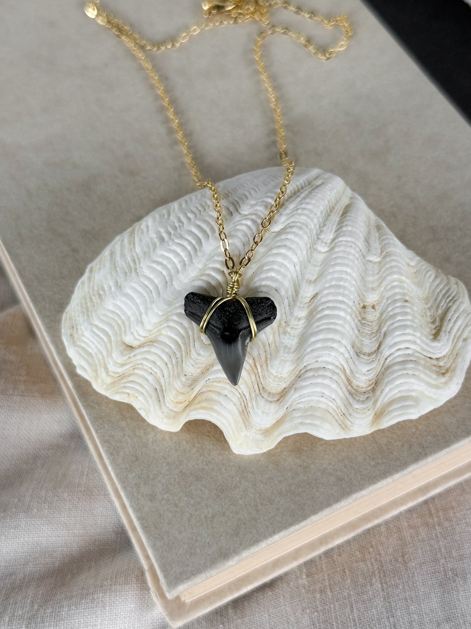 Shark Tooth necklace